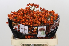 Rosa Hiphop Sunset 60cm