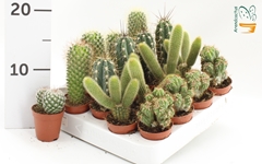 Cactus Mix 5Ø 10cm