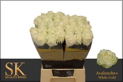 Rosa Avalanche+ 40cm