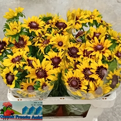 Rudbeckia Hirta Sputnik 55cm