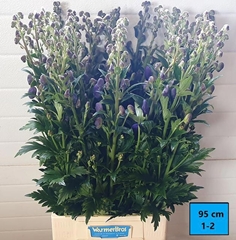 Aconitum Carmichaelii Arendsii 95cm
