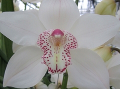 Cymbidium Mrs. Sugar Lee 60cm