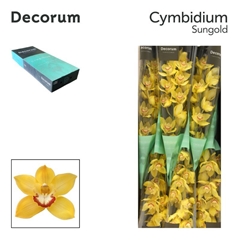 Cymbidium Sungold 80cm