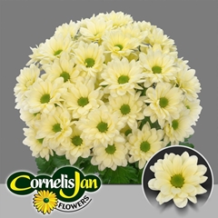 Chrysanth Spray Resq Cream 70cm 105gr.