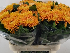 Chrysanth Single Astro 80cm 110gr.
