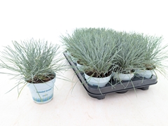 Festuca Compacta Blue 10Ø 25cm