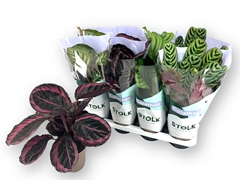 Calathea Mixed 5 Varietys 14Ø 40cm