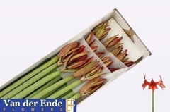 Hippeastrum Autum Valley 65cm