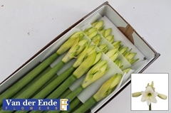 Hippeastrum Costa Blanca 60cm