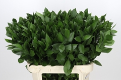 Ruscus Hypophyllum 80cm
