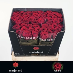 Rosa Red Naomi! 60cm