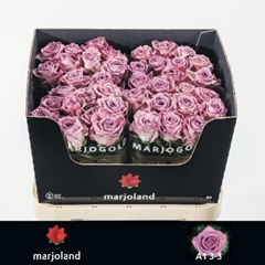 Rosa Nayeli! 80cm