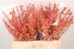 Ilex Verticillata Magical Daydream 60cm