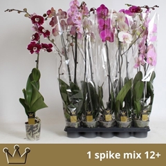 Phalaenopsis Mix 7 Colours 12Ø 80cm 1st