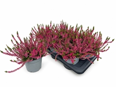 Calluna WiBo's Rot 17Ø 30cm