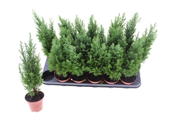 Chamaecyparis Ellwoodii 9Ø 38cm