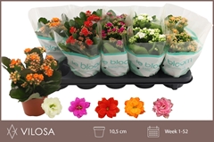 Kalanchoe Double Mix 10Ø 23cm