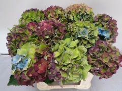 Hydrangea Royal Palace Classic 50cm 14-16cm Hd