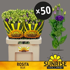 Eustoma Double Rosita Blue 70cm