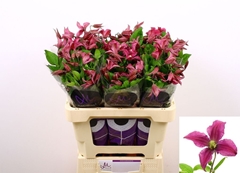 Clematis Amazing Kyiv 60cm