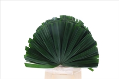 Chamaerops Raphis Cut 50cm