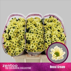 Chrysanth Santini Rossi Cream 55cm 44gr.