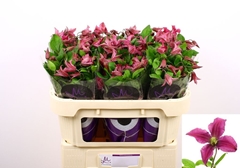 Clematis Amazing Kyiv 70cm