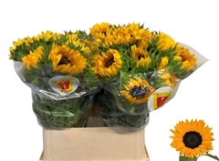 Helianthus Orange Fire 80cm