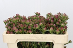Leucadendron Jubilee Crown 50cm