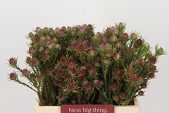 Leucadendron Jubilee Crown 40cm