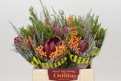 Bq Protea Sharon 40cm