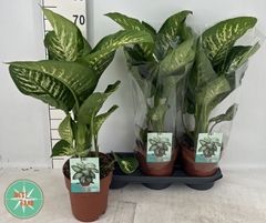 Dieffenbachia Tropic Snow 19Ø 85cm