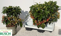 Ardisia Crenata 14Ø 35cm