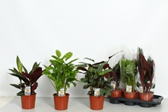 Calathea Mixed 3 Varietys 17Ø 50cm