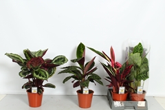 Calathea Mixed 5 Varietys 19Ø 60cm