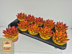 Echeveria Miranda 10Ø 13cm