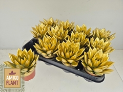 Echeveria Miranda 8Ø 11cm