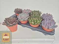Echeveria Mix 12Ø 15cm