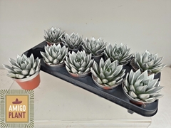Echeveria Miranda 10Ø 13cm