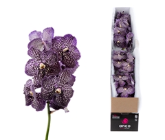 Vanda Jeff Leatham 25cm 11cm Hd