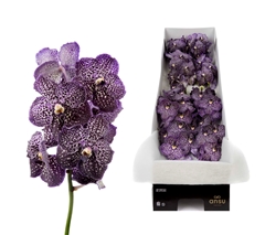 Vanda Jeff Leatham 25cm 11cm Hd