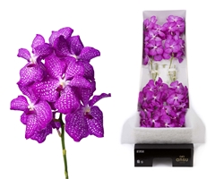 Vanda Magic Pink 25cm 10cm Hd