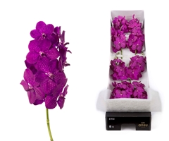 Vanda Raspberry Cerise 25cm 10cm Hd