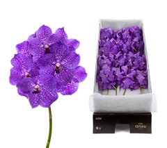 Vanda Violet Blue 83 20cm 11cm Hd