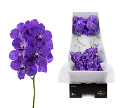 Vanda Blueberry Smoothie 20cm 8cm Hd