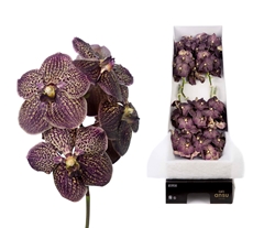 Vanda Chocolate Brown 30cm 12cm Hd
