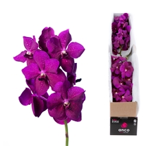 Vanda Raspberry Cerise 25cm 10cm Hd