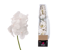 Vanda Tayanee Diamond White 20cm 6cm Hd
