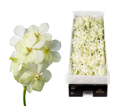Vanda Tayanee White 20cm 6cm Hd