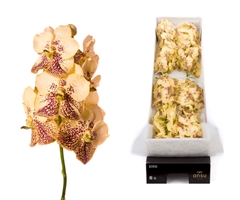 Vanda Yellow Henna 20cm 11cm Hd